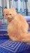 Traditional Persian cat